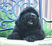 Превью фото № 160774