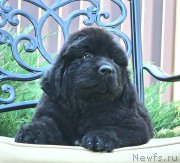 Превью фото № 160775