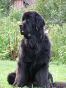 Превью фото № 160803