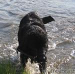 Превью фото № 16083