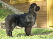 Превью фото № 160850