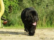 Превью фото № 160851