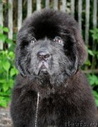 Превью фото № 160881