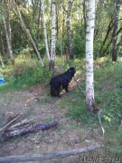 Превью фото № 160915