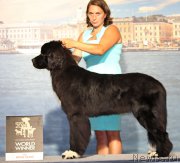 Превью фото № 160921