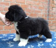 Превью фото № 160993