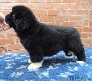 Превью фото № 160995