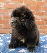 Превью фото № 161001