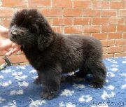 Превью фото № 161002