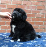 Превью фото № 161003