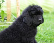 Превью фото № 161041