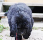 Превью фото № 161043