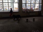 Превью фото № 161058