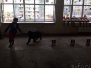 Превью фото № 161059