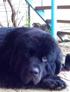 Превью фото № 161117