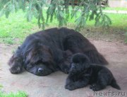 Превью фото № 161123