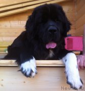 Превью фото № 161141