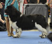 Превью фото № 161234