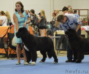 Превью фото № 161238