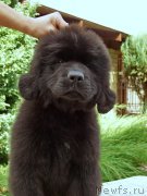 Превью фото № 161272