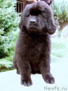 Превью фото № 161274