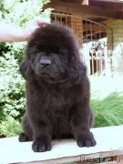 Превью фото № 161284