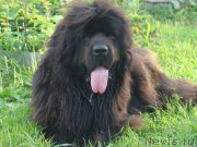 Превью фото № 161293