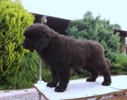 Превью фото № 161300