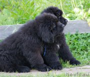 Превью фото № 161441