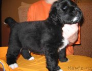 Превью фото № 161495