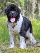 Превью фото № 161517