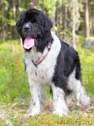 Превью фото № 161518