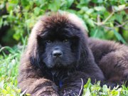 Превью фото № 161520