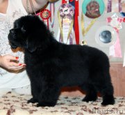 Превью фото № 161570