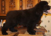 Превью фото № 161601