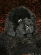 Превью фото № 161611