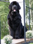 Превью фото № 161614