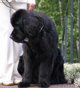 Превью фото № 161626