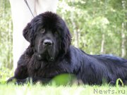 Превью фото № 161627