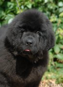 Превью фото № 161631