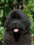 Превью фото № 161632