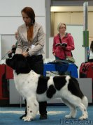 Превью фото № 161639