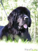 Превью фото № 161654