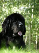 Превью фото № 161655