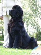 Превью фото № 161657