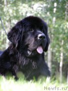 Превью фото № 161658