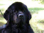 Превью фото № 161659