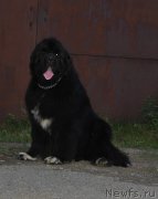 Превью фото № 161670