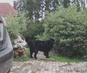 Превью фото № 161794