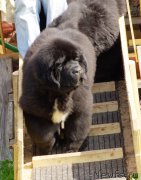 Превью фото № 161797